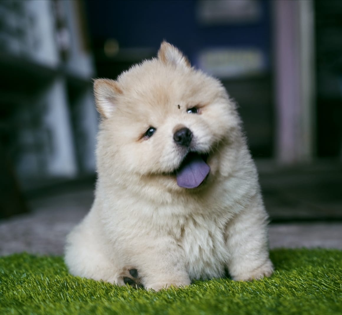 Chow Chow