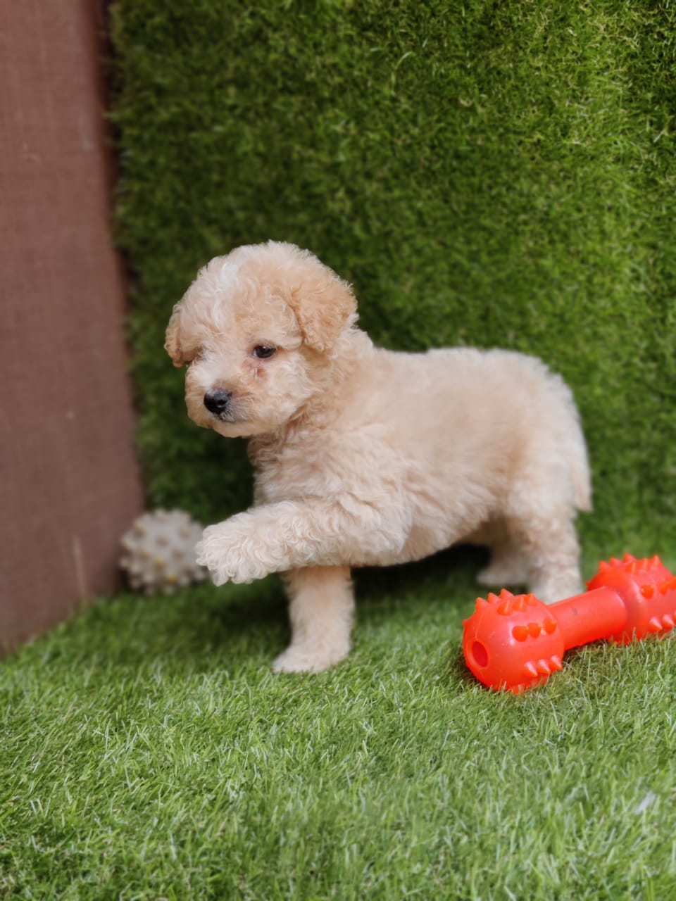 Maltipoo